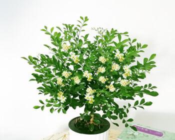 七里香花语——传递爱与温暖（沉香花语的寓意与传统文化）