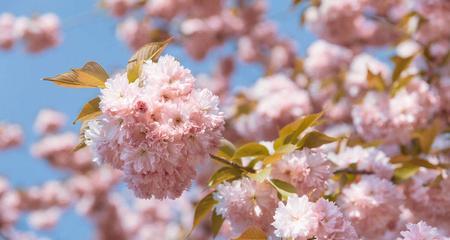 樱花——日本国花的寓意与象征（盛开的美丽与短暂的生命）