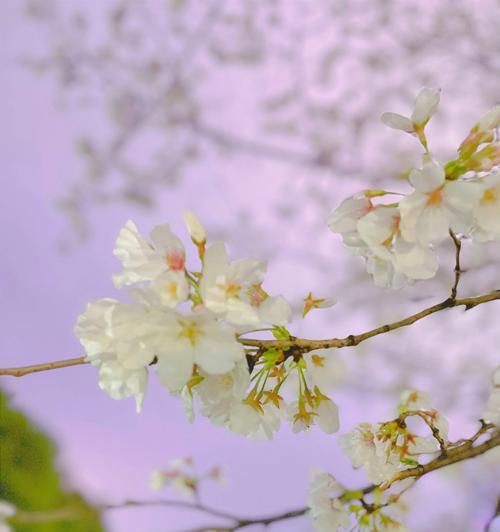 樱花盛放，花开满园（探寻日本樱花的花语与魅力）