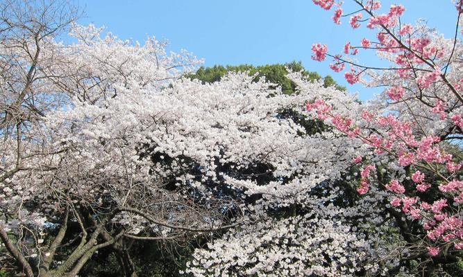 樱花之美——日本樱花的意义与传承（万物复苏）