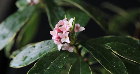 瑞香花的花语与意义（探索瑞香花背后的深刻寓意）