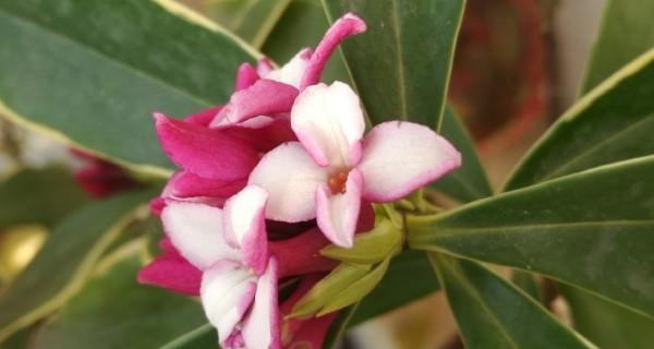 瑞香花的花语与意义（探索瑞香花背后的深刻寓意）