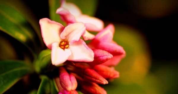 瑞香花语的传承与意义（探索瑞香花背后的情感与寓意）