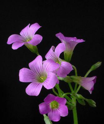 三轮草花语（以花传情）