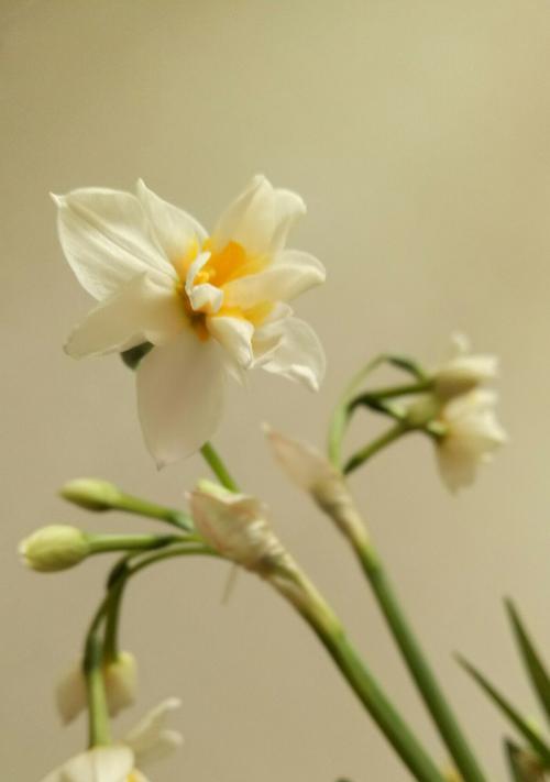 秋水仙花的花语与魅力（以山水仙花花语秋水仙花花语为主题的解读与欣赏）