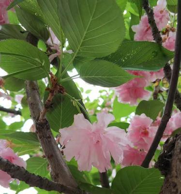 山樱花，带给人们的美丽与希望（山樱花花语解读）