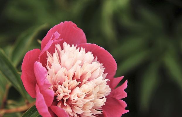 芍药花的花语及其寓意（探寻芍药花的深层含义与象征意义）