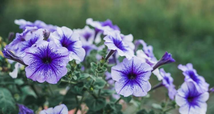 思念之花——以百合花为例的花语解读（百合花的思念之意与寓意解析）