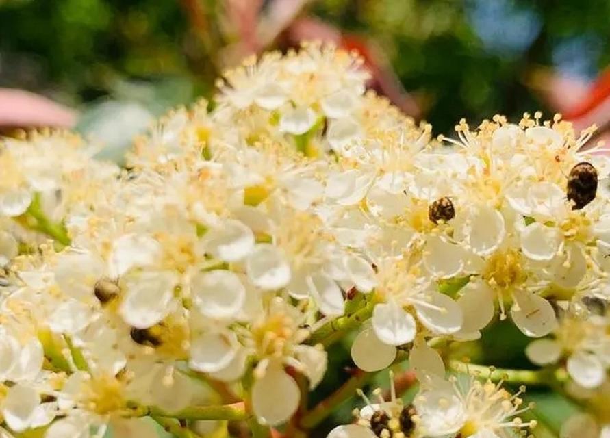 石楠花的花语及其寓意（揭开石楠花的花语之谜）