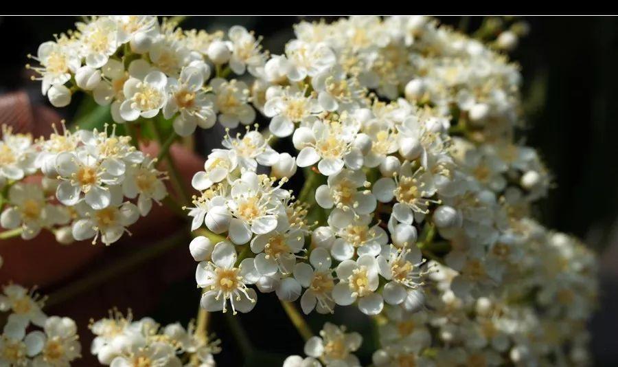 石楠花的花语及其寓意（揭开石楠花的花语之谜）