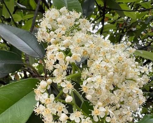 石楠花花语（用鲜花传递心意）