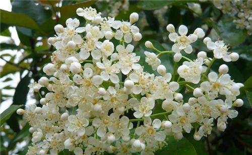 石楠花花语（用鲜花传递心意）