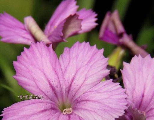 以石竹花的花语为主题（探寻石竹花的花语意义）