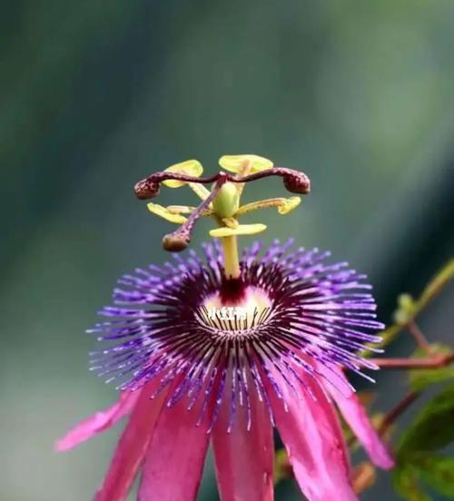 时钟花（花开时节）