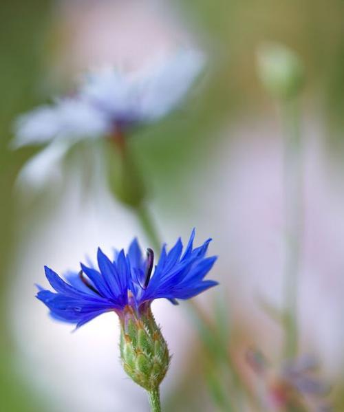 矢车菊的花语（矢车菊之美）