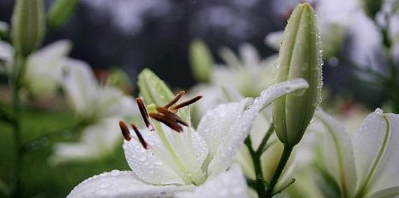 水百合的花语（美丽清新的花朵中蕴含的深意）