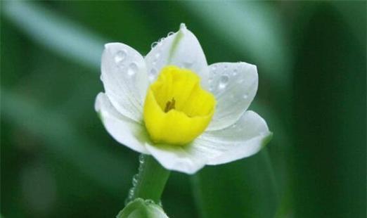 水仙花（唤醒心灵的温暖）