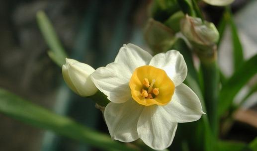 水仙花——纯洁与希望的化身（水仙花花语和寓意的深刻解读）