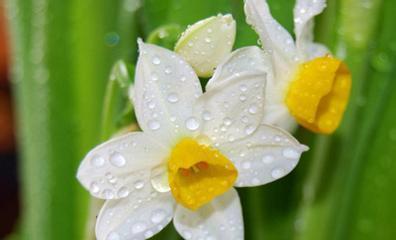 水仙花的花语与寓意（深入解读水仙花的寓意及象征意义）