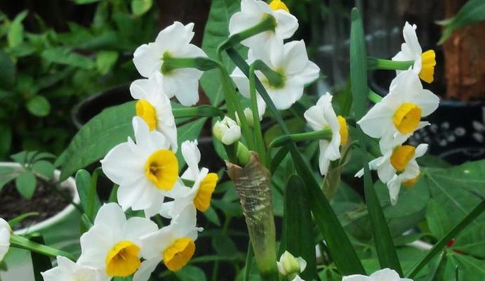 水仙花之美——探寻水仙花的花语与魅力（花语揭示的真谛与寓意）