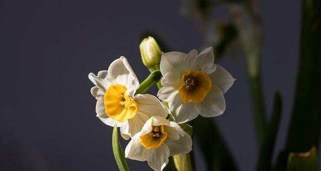 水仙花的花语与美丽寓意（探索水仙花的象征意义与心灵传递）