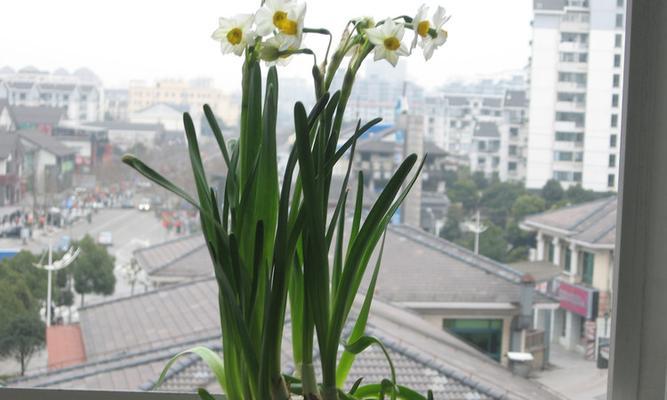 水仙花的花语及寓意（美丽的花卉中蕴含的深刻含义）