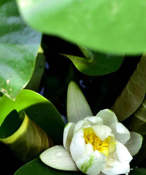 睡莲花语——美丽与纯洁的象征（睡莲花语的隐喻与传承）