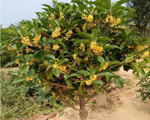 四季桂花的寓意与象征意义（品味四季桂花的丰富内涵）