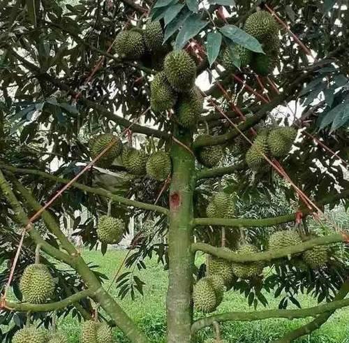 榴莲的种植适宜区域及要点（了解榴莲种植区域与技巧）