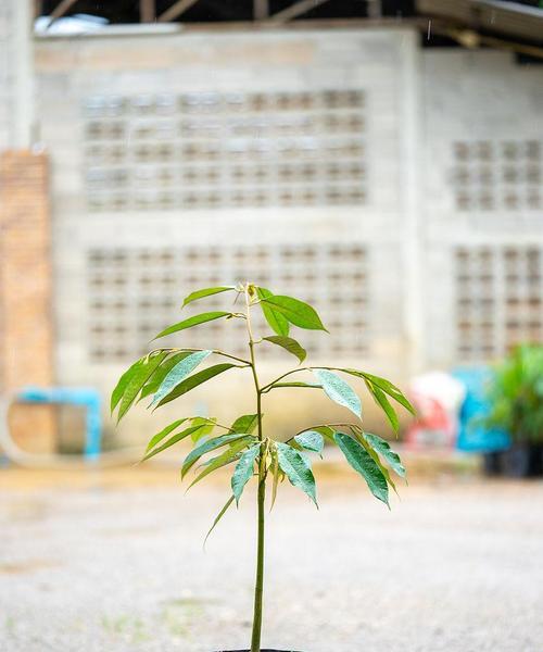 如何快速让榴莲发芽（掌握方法）