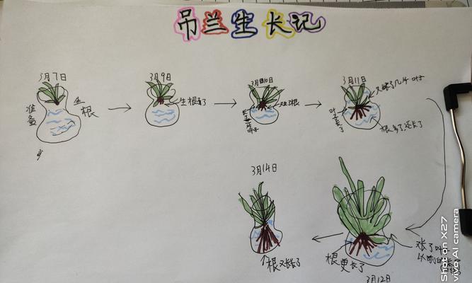 榴莲种子的发芽与种植技巧（从泡出芽到开花结果）