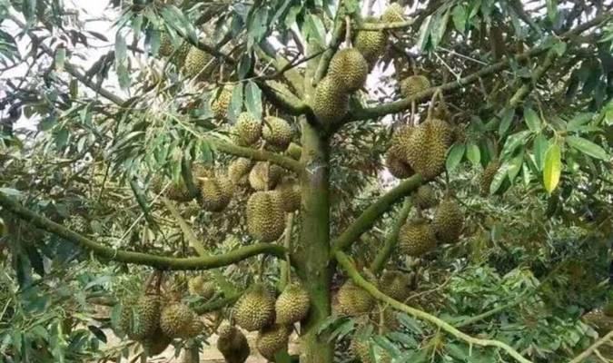 如何种植榴莲种子（从选种到成果）