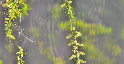 柳树花色大揭秘（探寻柳树花的奥秘与美丽）