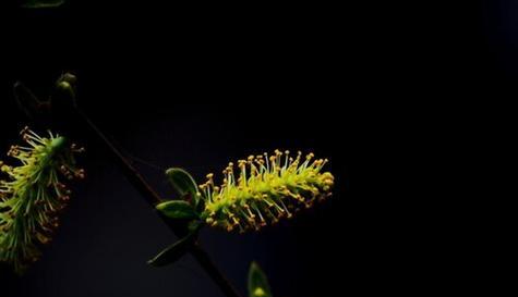 柳树开花的季节和特点（了解柳树开花的时间和特征）