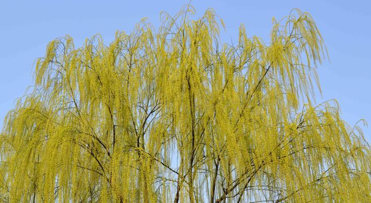 柳树生长环境详解（从土壤、气候到光照）