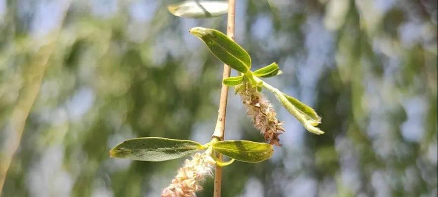 柳树——一种重要的种子植物（探究柳树的生长特点）