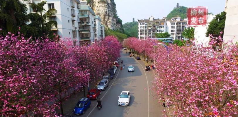 柳州市花——洋紫荆的象征与寓意（探秘柳州市花的文化内涵与历史渊源）