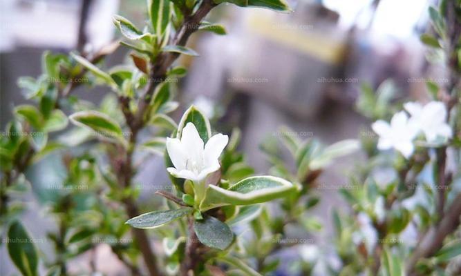 六月雪，冬天掉叶子，是气候异常还是自然规律（探究全球气候变化与自然规律的关系）