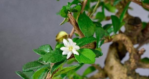 六月雪需要每天浇水吗（探究六月雪的浇水需求及种植技巧）