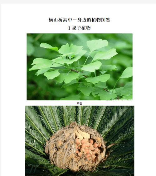 龙柏是裸子植物吗（从形态）