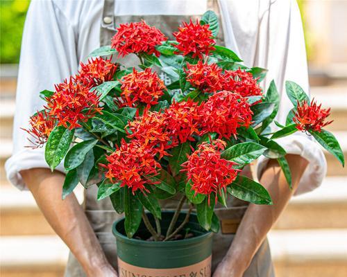 龙船花不开花怎么办（让你的龙船花盛开如春）