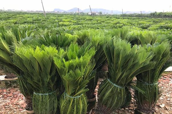 龙缸适合种什么植物（探究龙缸种植的优劣势及适合种植的植物）