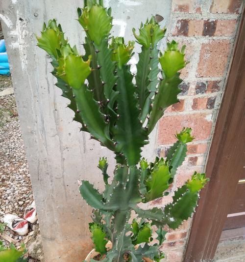 龙骨花开花时间及养殖技巧（龙骨花开花周期）