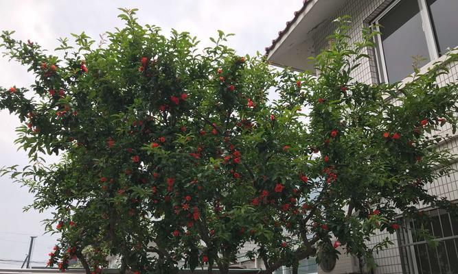 院子里种植石榴树，你知道吗（了解石榴树的特性和种植技巧）