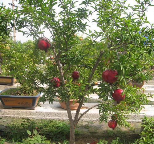 院子里种植石榴树，你知道吗（了解石榴树的特性和种植技巧）