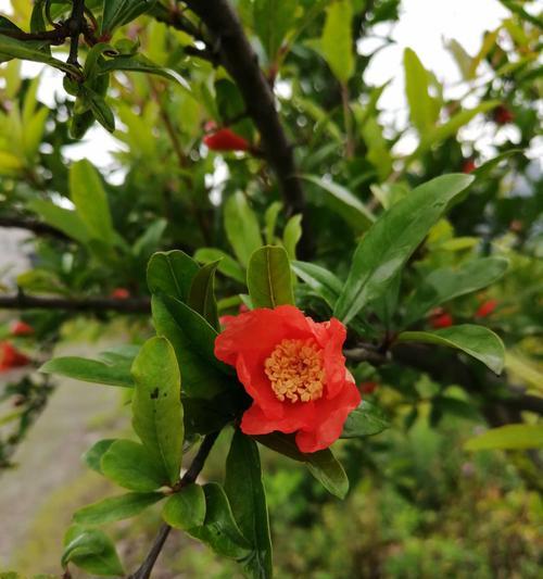 石榴树的开花和结果季节（探寻石榴树的生长特点和繁殖方式）