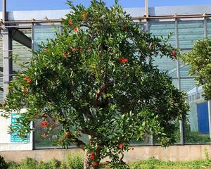 石榴树种植时间（什么时候种植最佳）