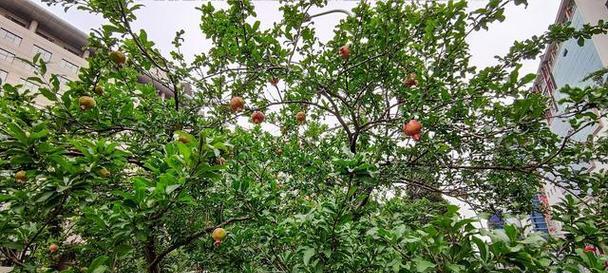 石榴树不开花的原因及解决方法