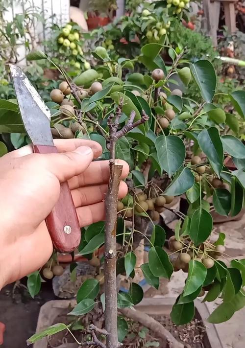 石榴芽接的最佳时间和技术方法（掌握石榴芽接技巧）