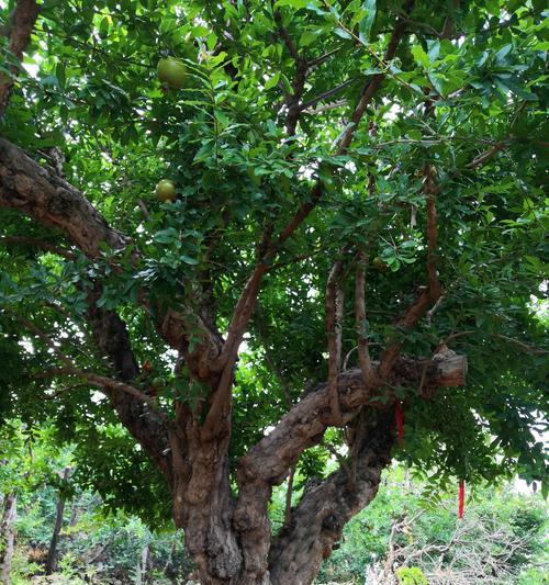 石榴栽后几年才会结果实（从种植到结果全解析）